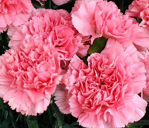 pink-carnations-from-Mischlers-in-Amherst-NY